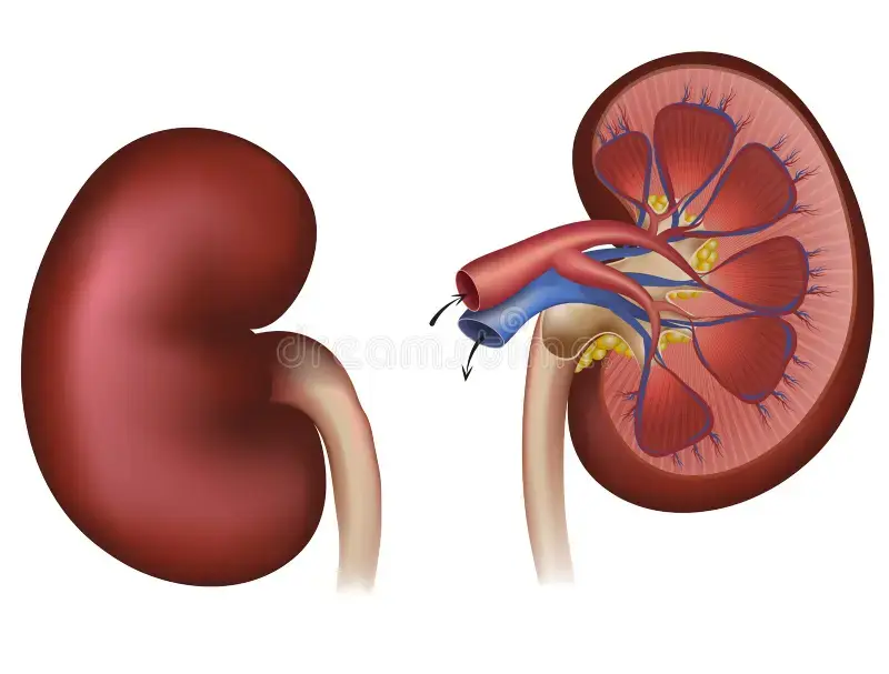 RENAL.webp